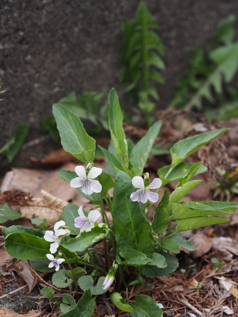 アリアケスミレ