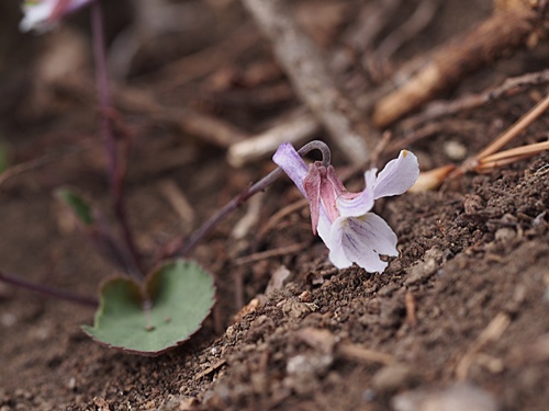 �Q���W�X�~��