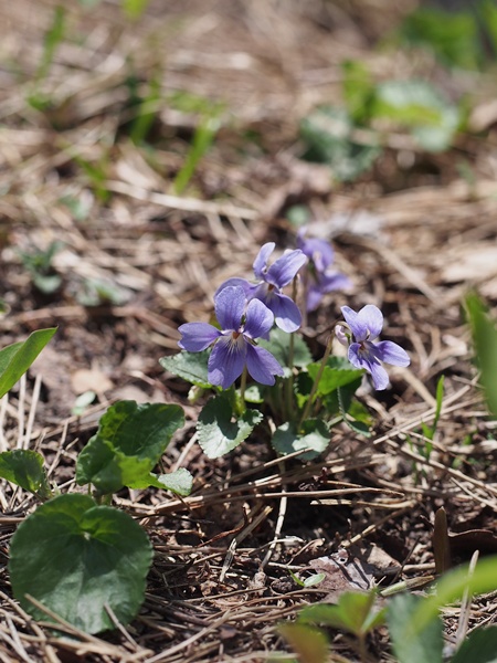 タチツボスミレ