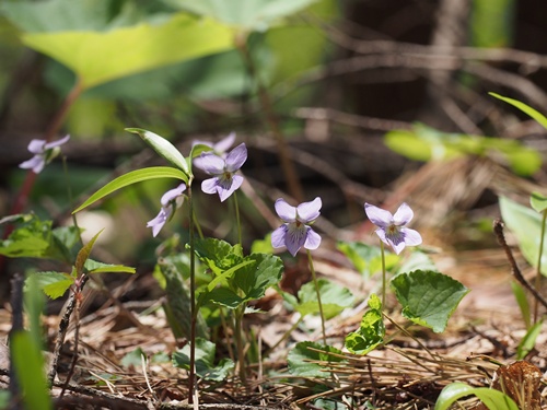 オオタチツボスミレ