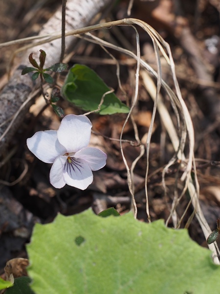 アケボノスミレ