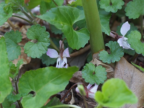 ヒナスミレ