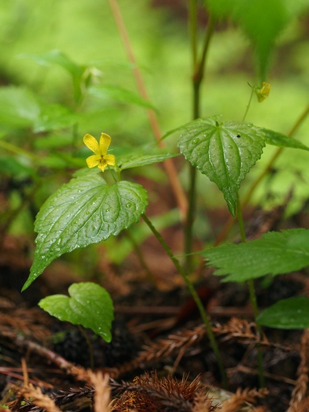 140513043hutige.jpg
