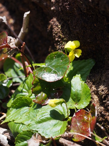 140519017oobaki.jpg