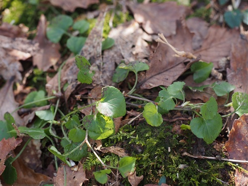 140519050turukana.jpg