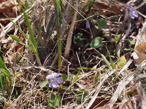 140519068nioikana.jpg