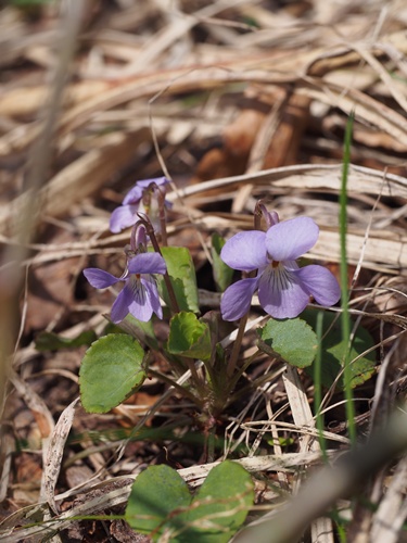 140519088nioikana.jpg