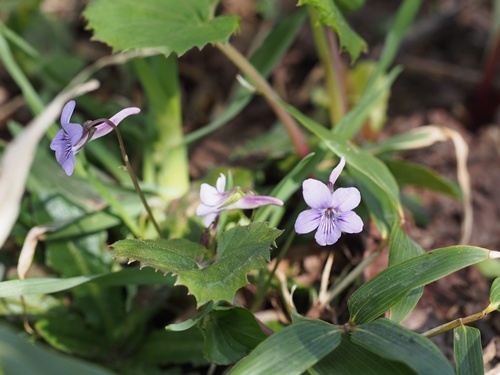 140519125nagahasi.jpg