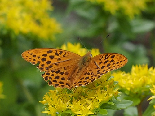 140619115kumogata.jpg