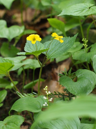 オオバキスミレ