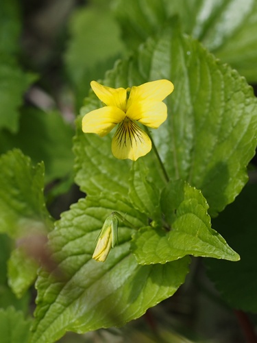 オオバキスミレ