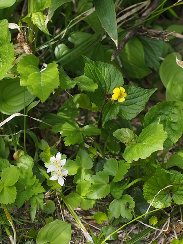 140626012oobaki.jpg
