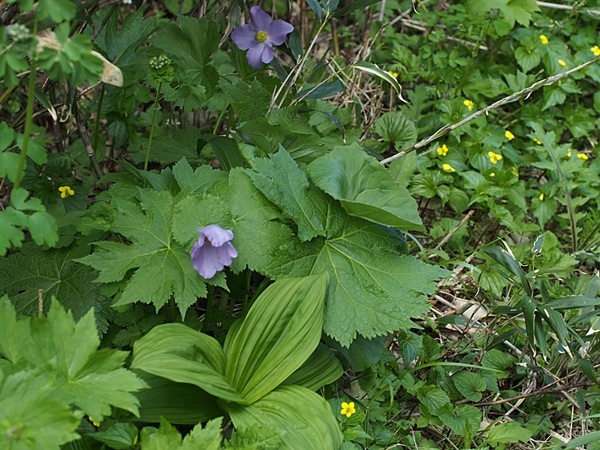 オオバキスミレ