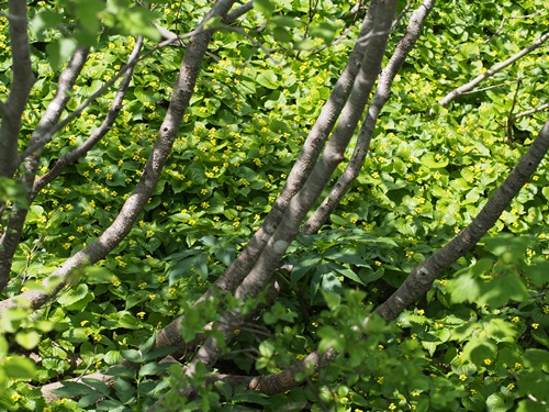 オオバキスミレ