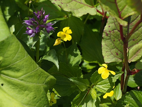 オオバキスミレ