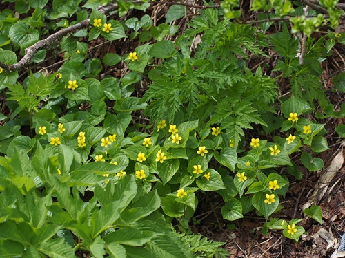 オオバキスミレ