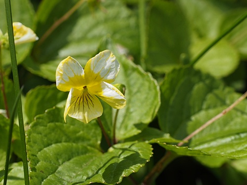 オオバキスミレ
