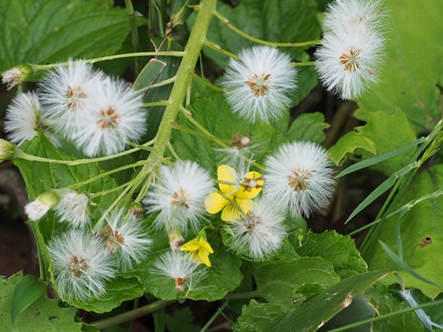 オオバキスミレ