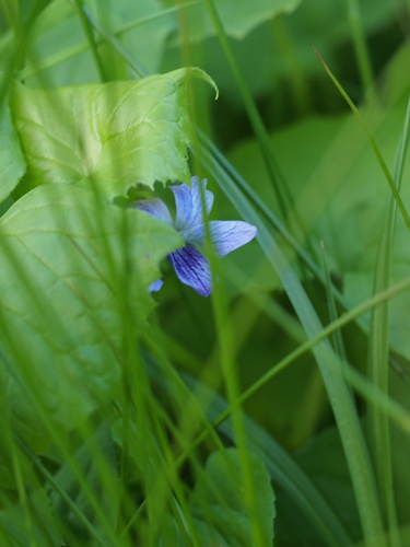 140708238oobatati.jpg