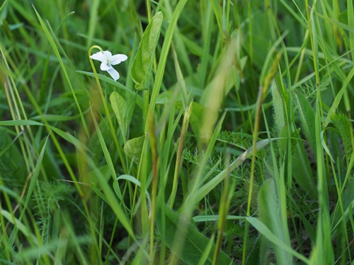 140708240siro.jpg