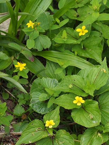 オオバキスミレ