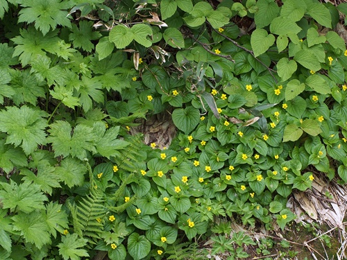オオバキスミレ