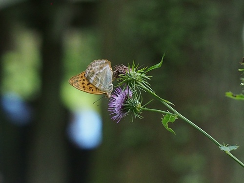 �~�h���q���E����