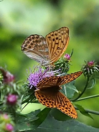 �~�h���q���E����