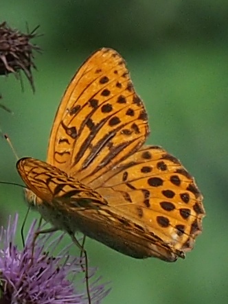 �~�h���q���E����