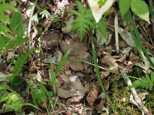 hosobanoamaana140516071.jpg