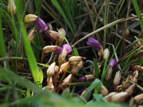 ナンバンギセル