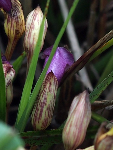 ナンバンギセル