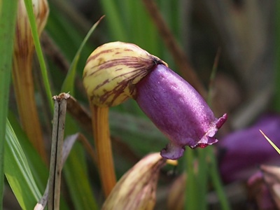 ナンバンギセル