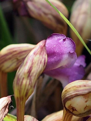 ナンバンギセル