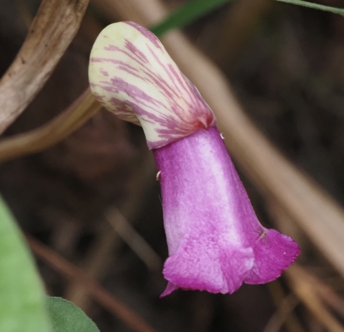 ナンバンギセル
