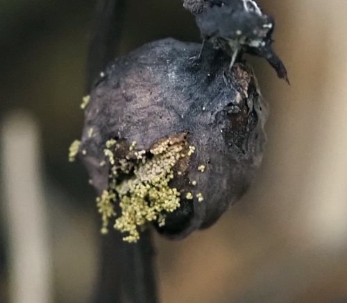 ナンバンギセル