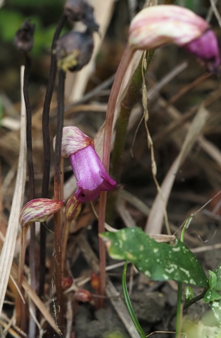 ナンバンギセル