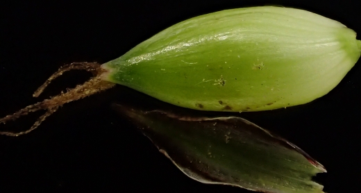 IINO