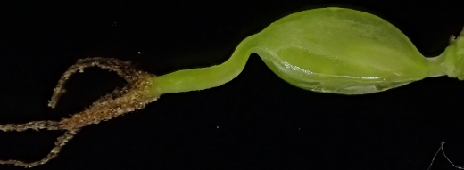 IINO