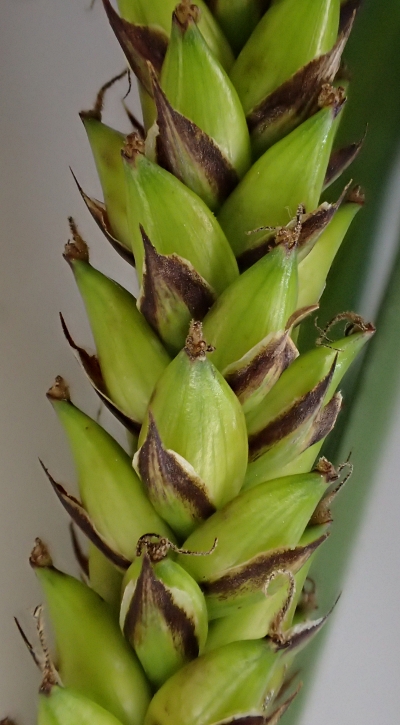 IINO