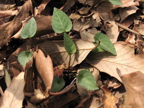コスミレの葉