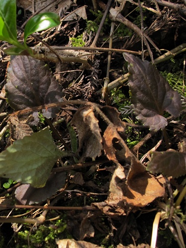 タカオスミレの葉